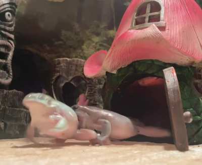 Another Funny Edit From My Frog Footage. 😊