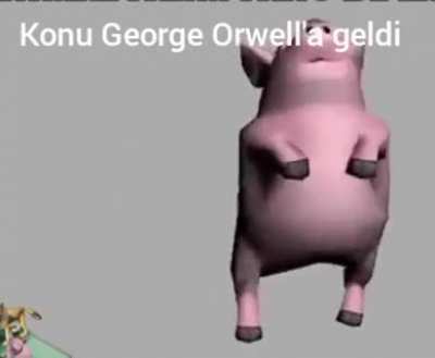 Domuzlar çok zekiler 😏