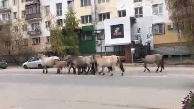 Wild Yakutian Horses walking down the main street in one of the coldest cities in the world. Yakut, Siberia.