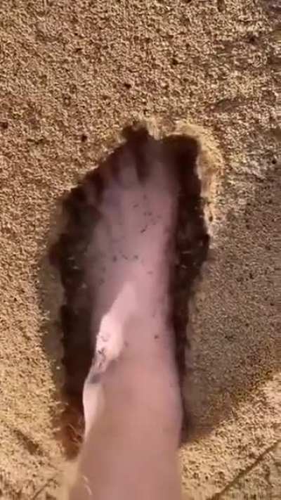 Ant