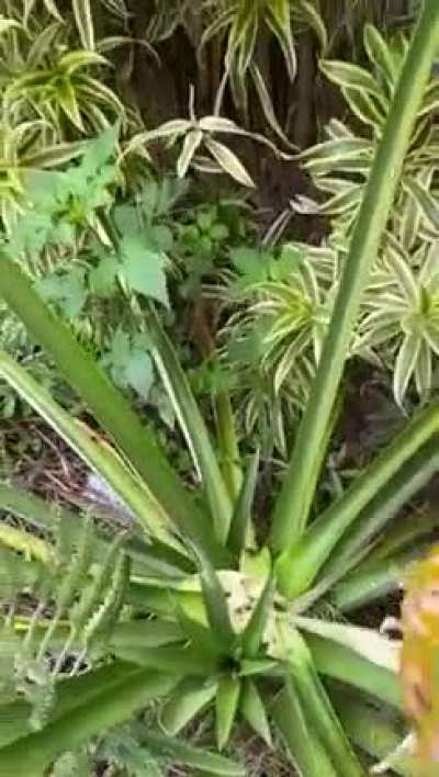 After three and a half years of waiting I finally get to pick my pineapple.