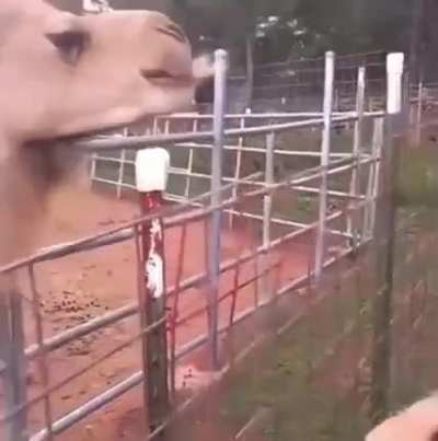 WCGW taking a selfie with Camel