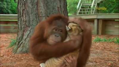 Apes don&rsquo;t care if they get mauled&hellip;they just hodl. Uhm&hellip;.get it? The ape is holding a land shark? That could tear him apart? So I think the tigers are Hedgies and the ape is us? &hellip;I&rsquo;ll show myself out.