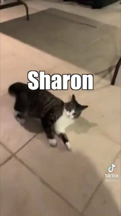 Cat being cat