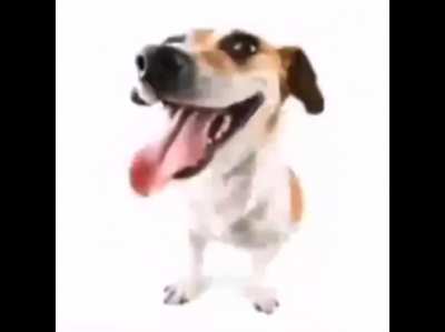 🐕