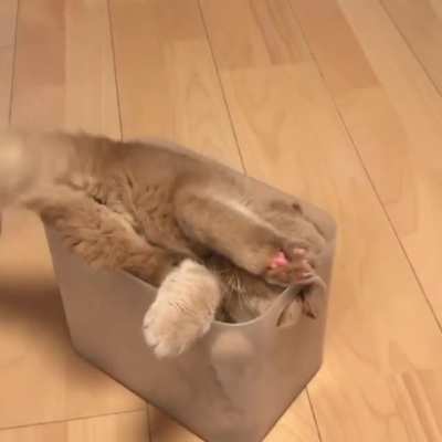 Liquid cat mess