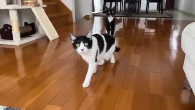 CaT uSeS bLaCk MaGiC tO FrEeZe TiMe