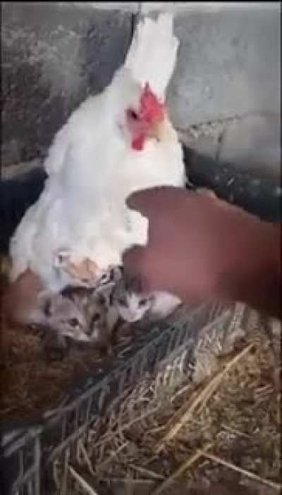 Checking my hen if she got to lay eggs