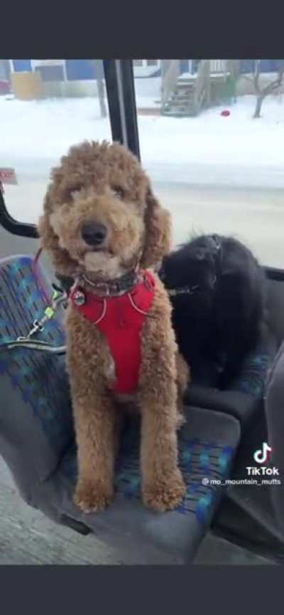 Doggy bus!