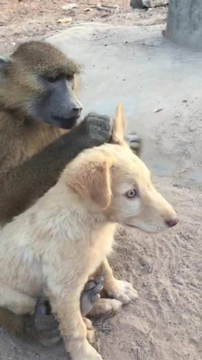 Baboon is helping his dog friend to get rid of worms.