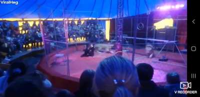 A LIONESS mauls a Circus Trainer during a performance in Russia. Horrific footage shows the big cat attacking her trainer with scared spectators rushing out of the circus tent. "The lionesses went berserk," said a witness. The trainer suffered severe inju
