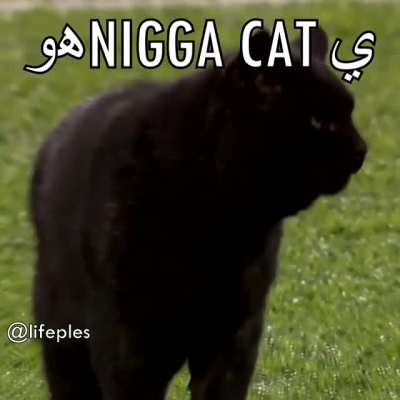 Ə&euml;