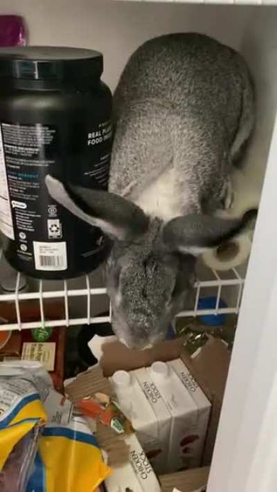 So I heard a commotion in the kitchen and I guess I left the pantry door open&hellip; there was this character rummaging through everything &hellip;