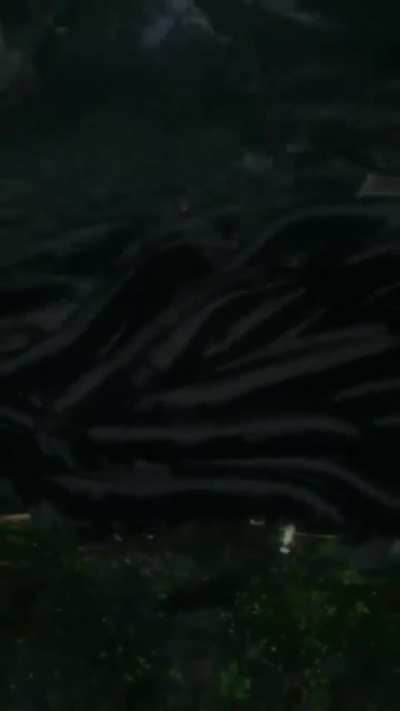 Cursed Italian fish