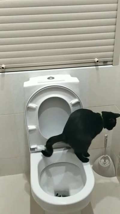 Невоспитанный кот, не смывает за собой 😡