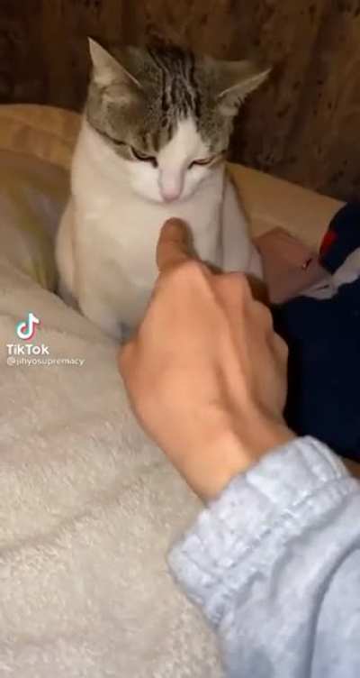 Cat got mad