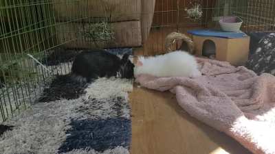They finally kissed! 🐇