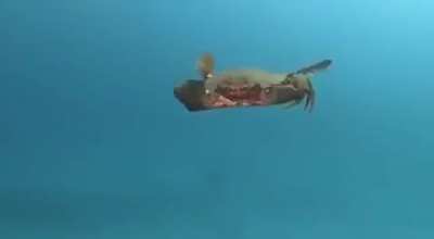 Authright crab identifies as an attack helicopter