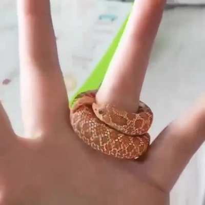 A smol snek taking a stroll