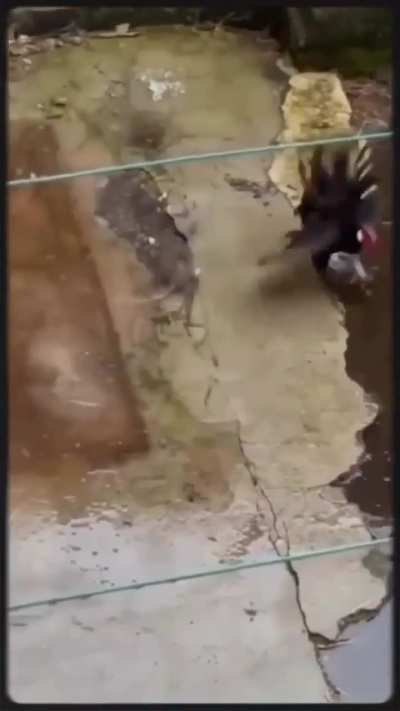Round 1... FIGHT!