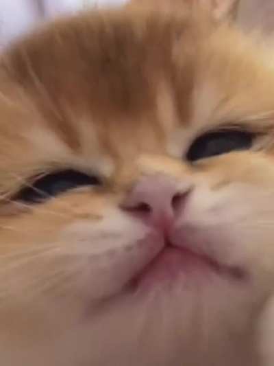 level of cuteness is off scale