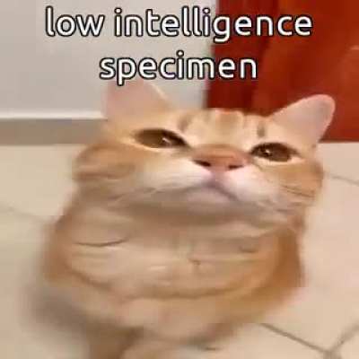 -5 iq sadly 😢
