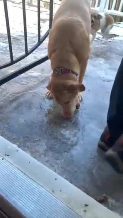 Poor doggos can&rsquo;t get their ball 🎾