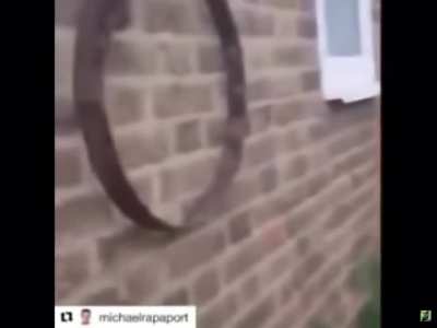 Is that a cat?