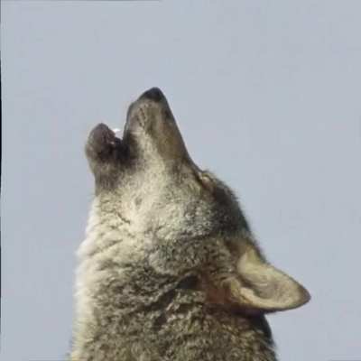 Man found 70 pictures googling "Wolves" and created this