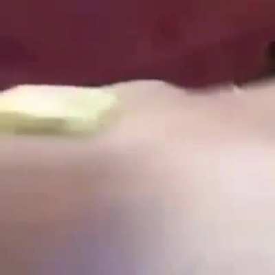 butter dog