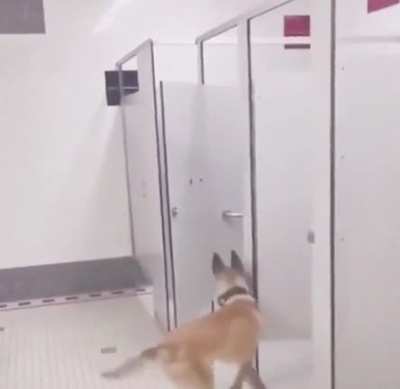 Inspector rex, bringer of screams