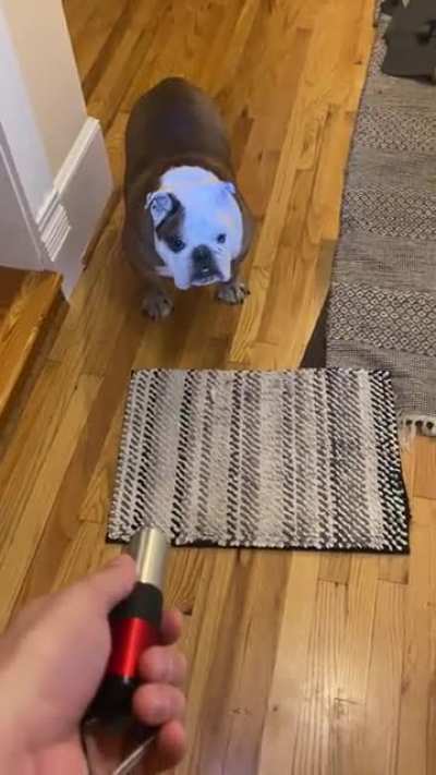 I shined a light at my dog.