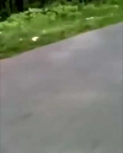 And some people are afraid of dogs