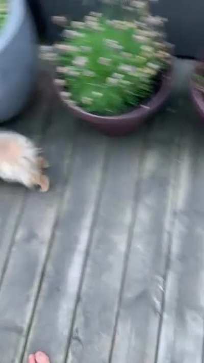 Pickle&rsquo;s under the chair zoomies!