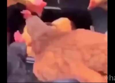the chicken