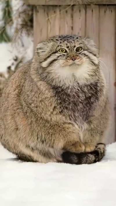It turns out that the tail is a universal thing!