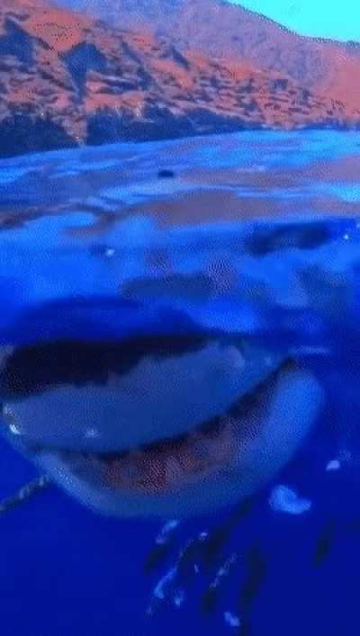 Boop the snoot