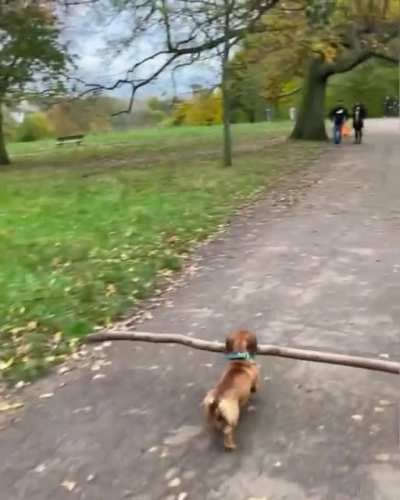 Excuse me coming through
