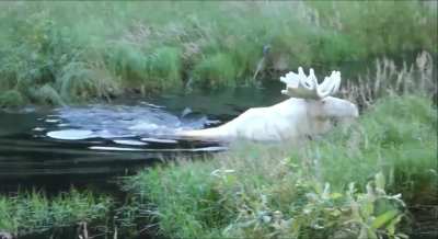White Moose was spotted taking a dip in a lake in Sweden..