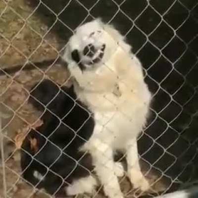 Beware of dog..