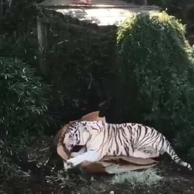Cats will be cats