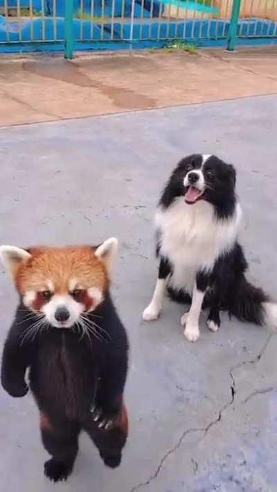 Red Panda &amp;amp; A Dog