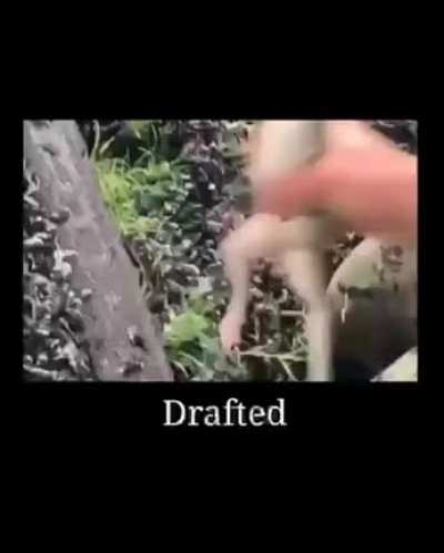 Frog
