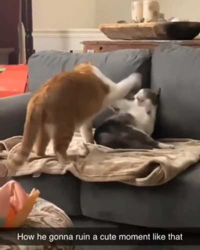 Котики