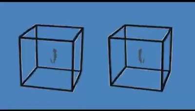 neither are moving.
