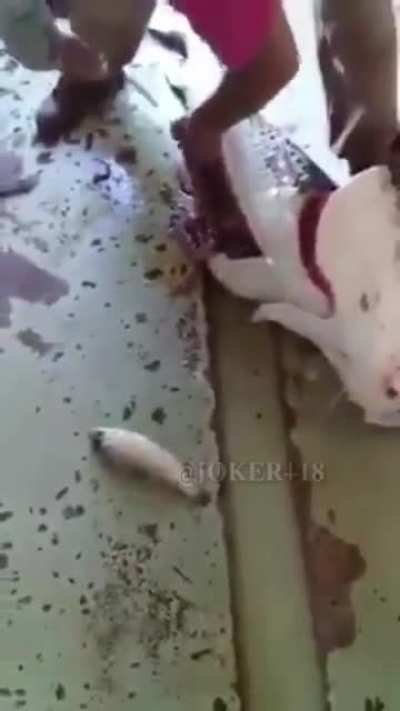 Fish in a fish or &hellip; ?