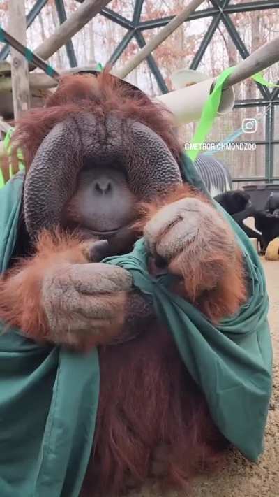 o orango tango &eacute; o mais inteligente dos macacos