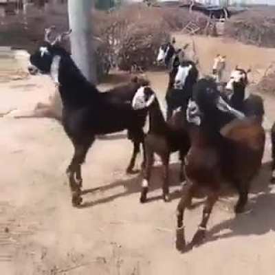 Just a herd of goats vibing