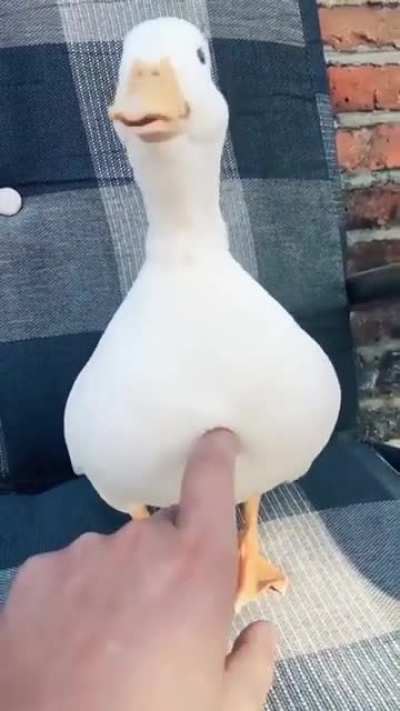 &ouml;rmdek
