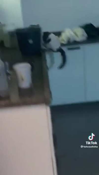 These cats